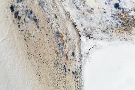 Best Black Mold Removal in Wmington, IL